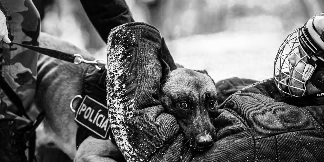 K9 Explosive Detection Units